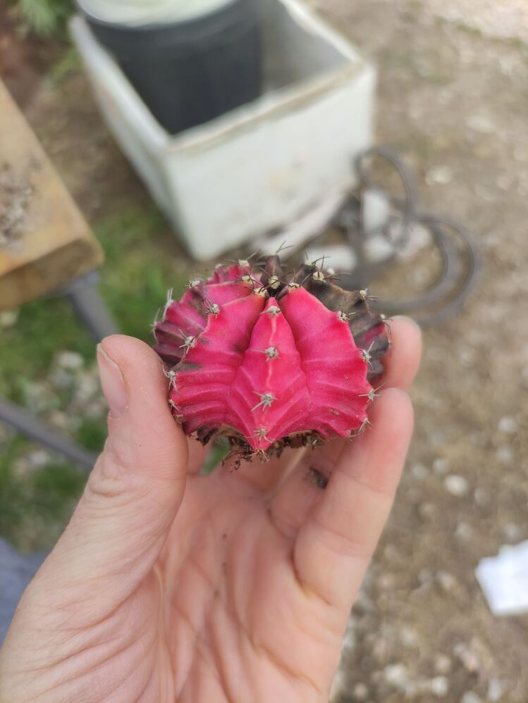 Gymnocalycium Varigate