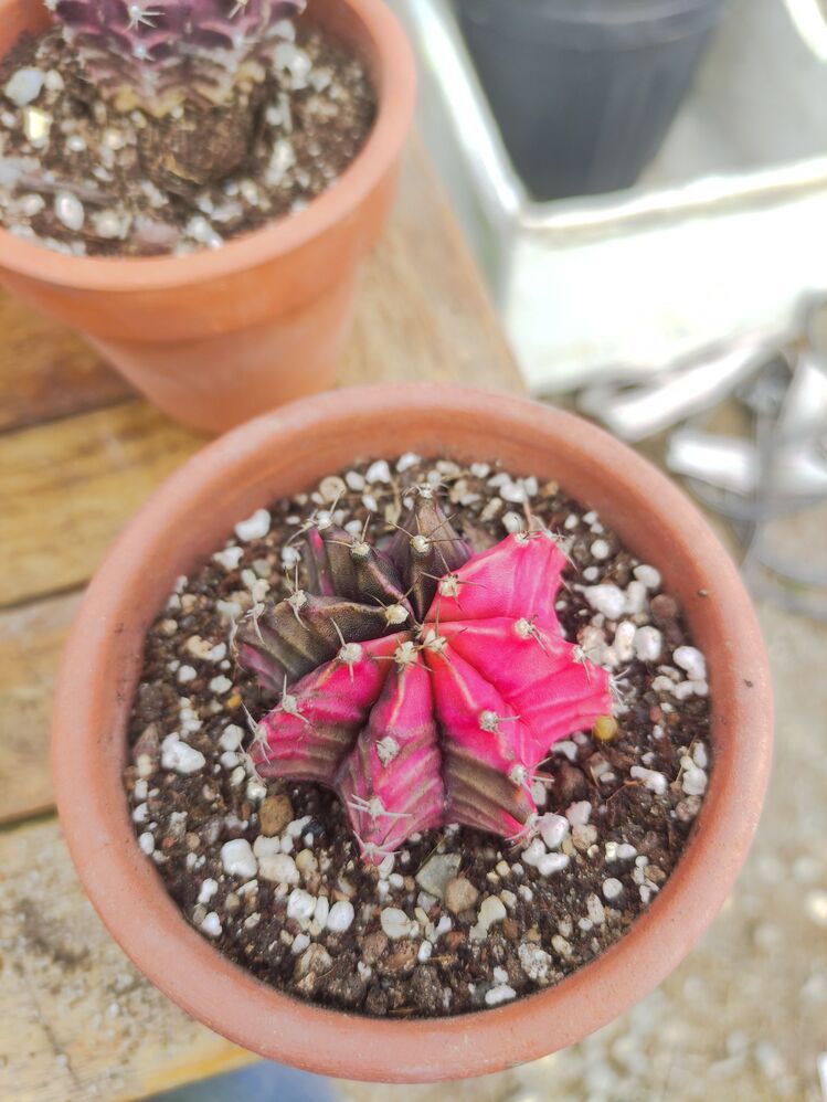 Gymnocalycium Varigate