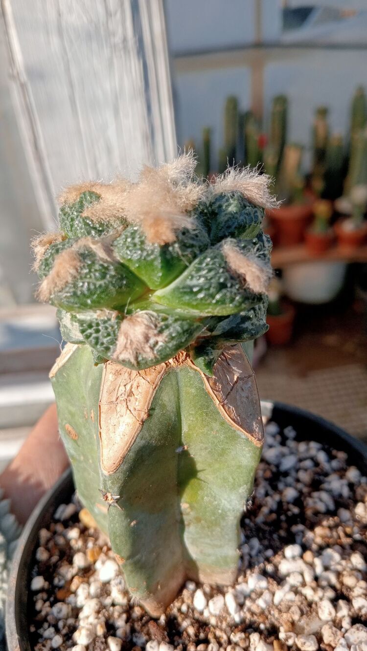 Ariocarpus Fissuratus 