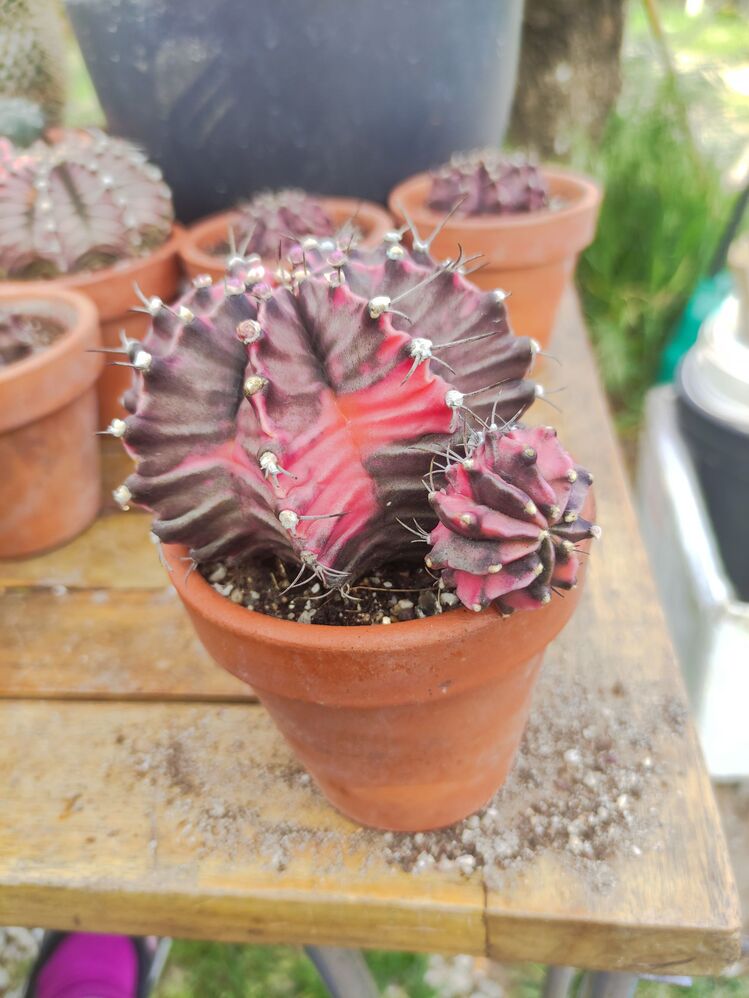 Gymnocalycium Varigate
