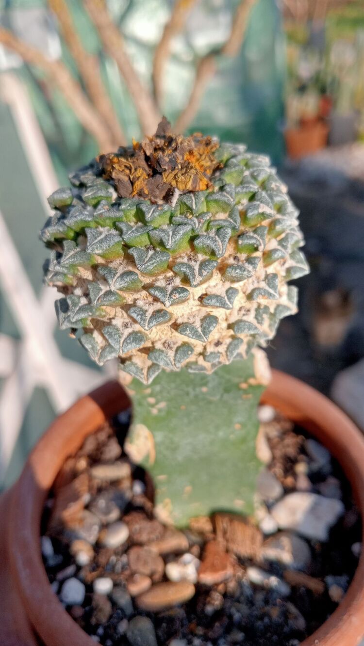 Ariocarpus Kotschoubeyanus 