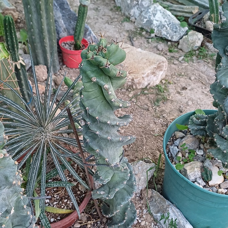 Cereus Forbesii Spiralis