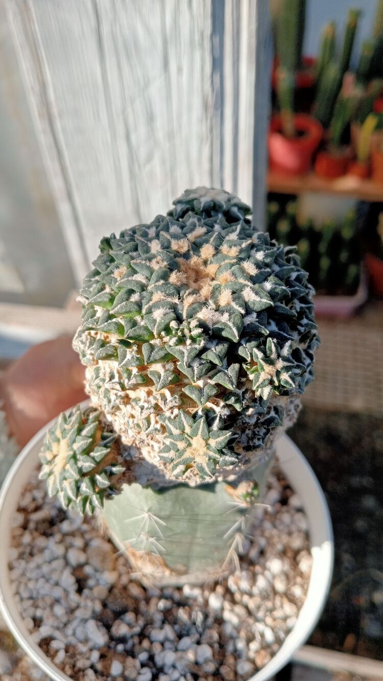 Ariocarpus Kotschoubeyanus