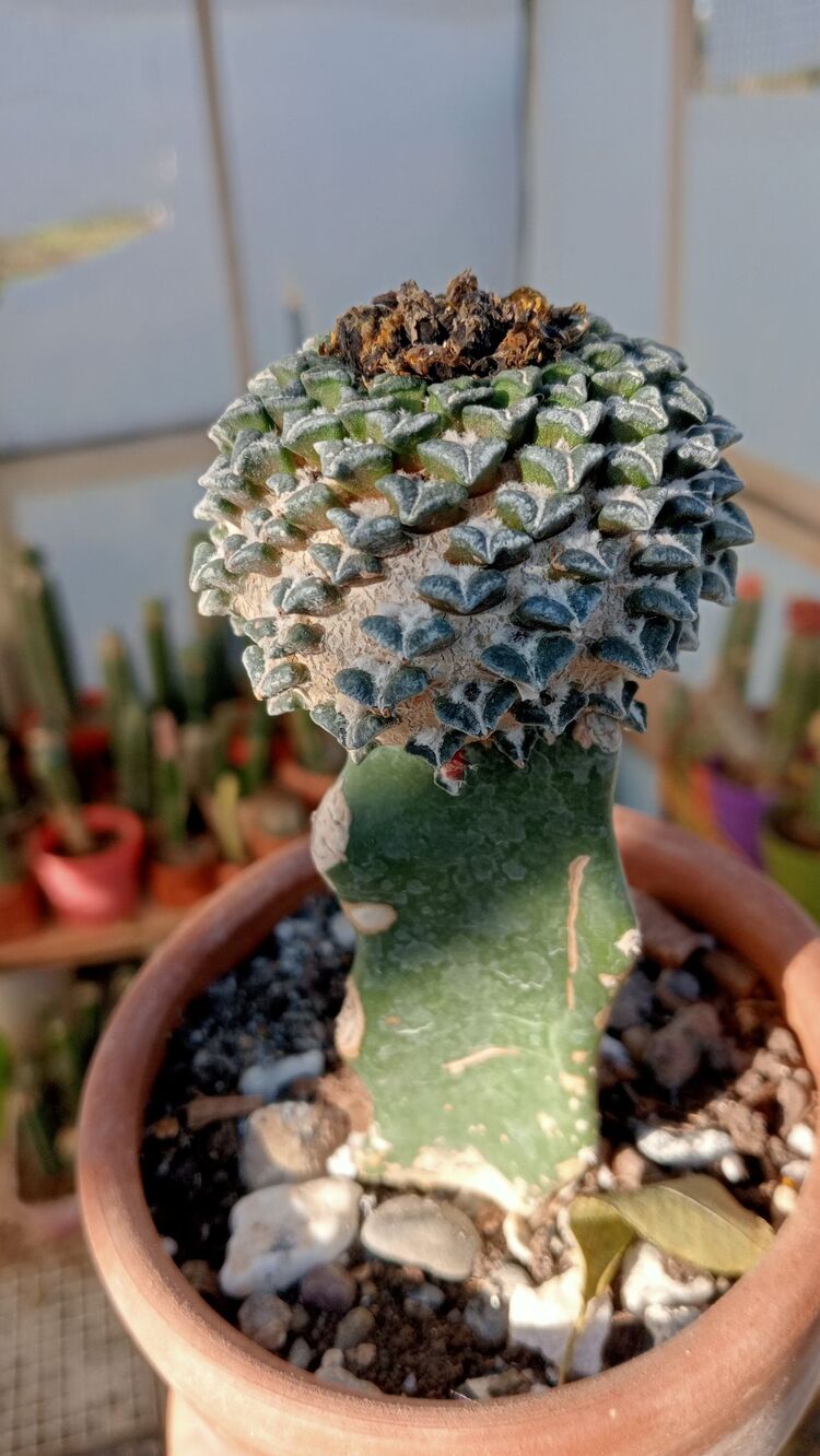 Ariocarpus Kotschoubeyanus 