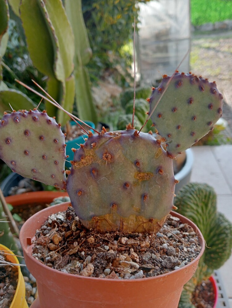 Opuntia Violacea Macrocent

