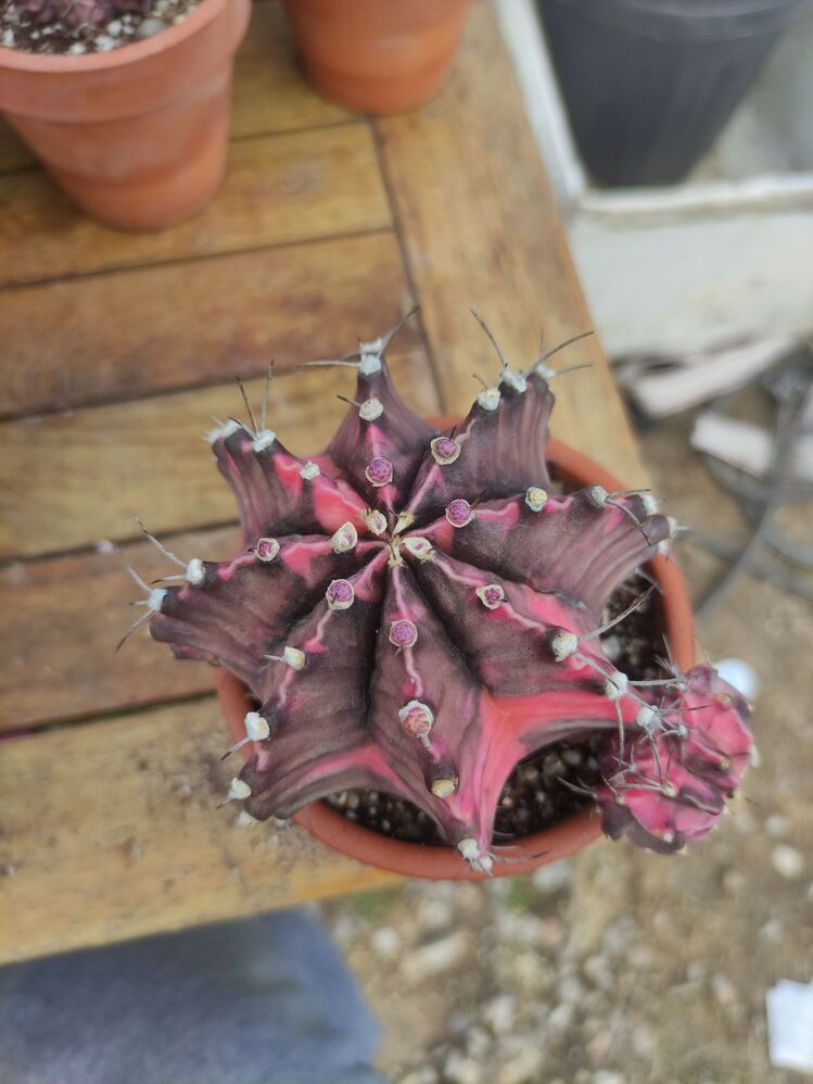 Gymnocalycium Varigate