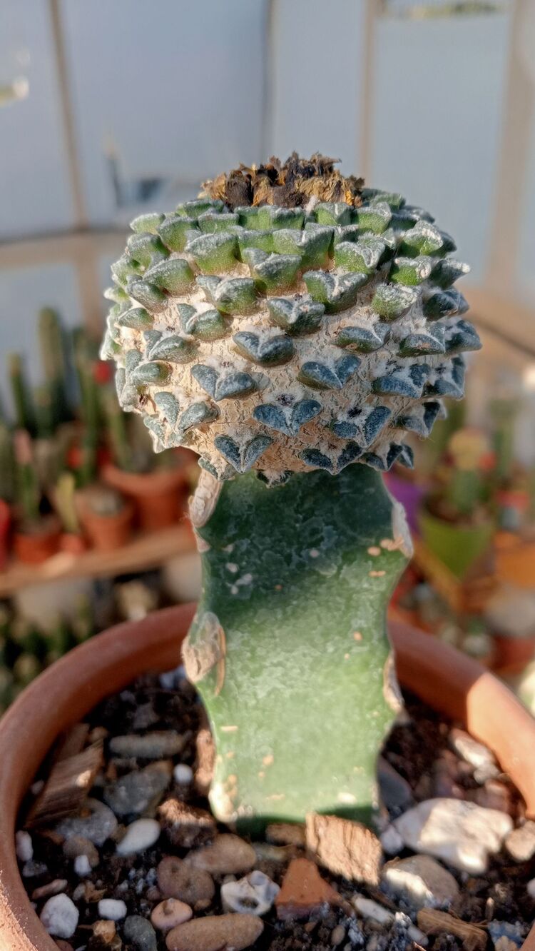 Ariocarpus Kotschoubeyanus 