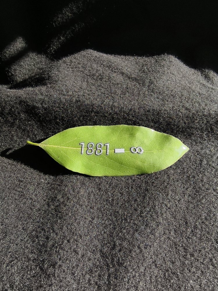 1881