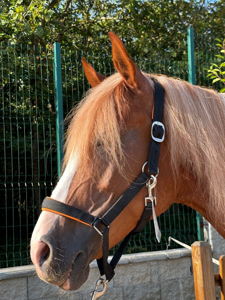 WALDHAUSEN Yular / Siyah