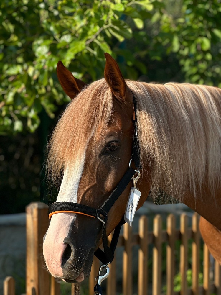 WALDHAUSEN Yular / Siyah