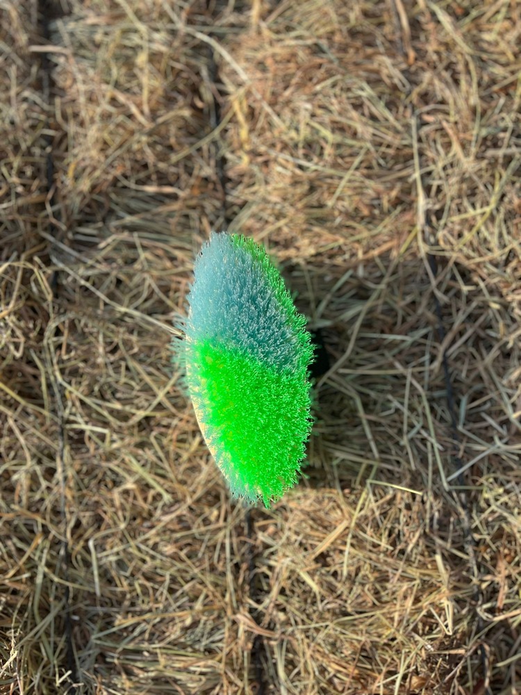 Fırça 