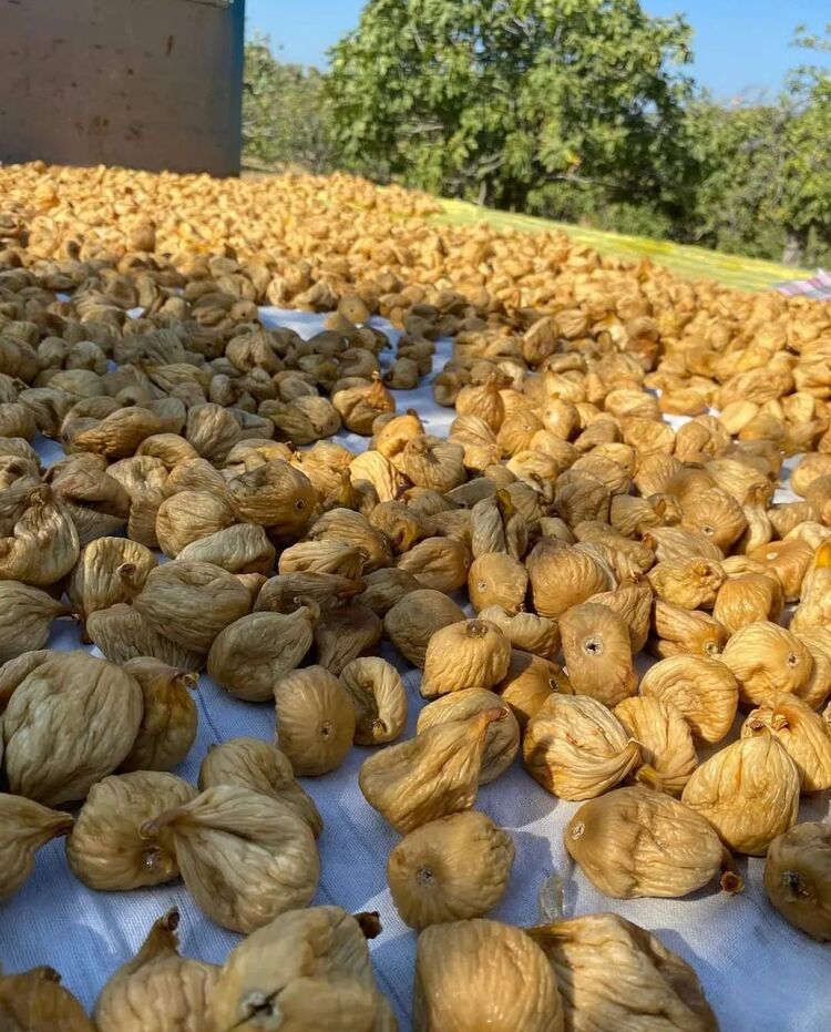 10 Kg 70 Adetli dağ inciri