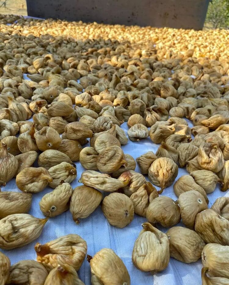 10 Kg 70 Adetli dağ inciri