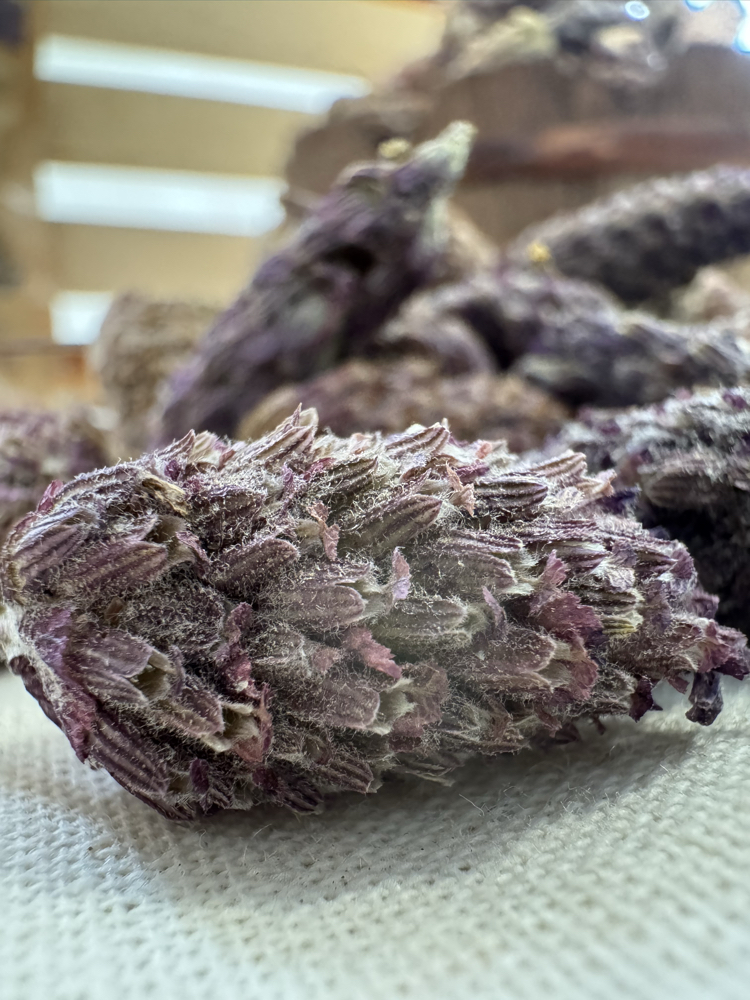 Karabaş Otu 35 g