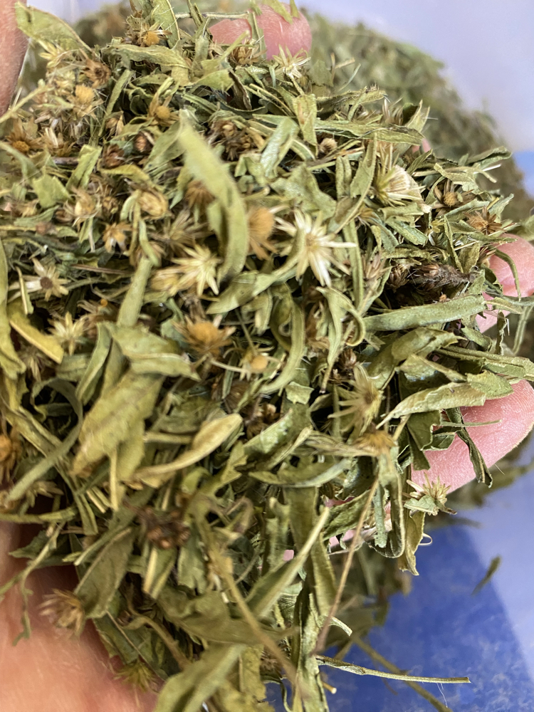 Altınbaşak Çiçeği (Güneş Çiçeği) 30 g 