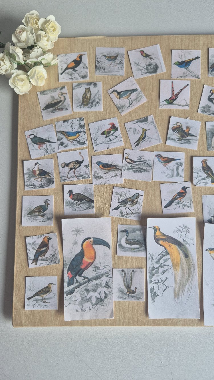 55 Parça Kuşlar Scrapbook Seti 