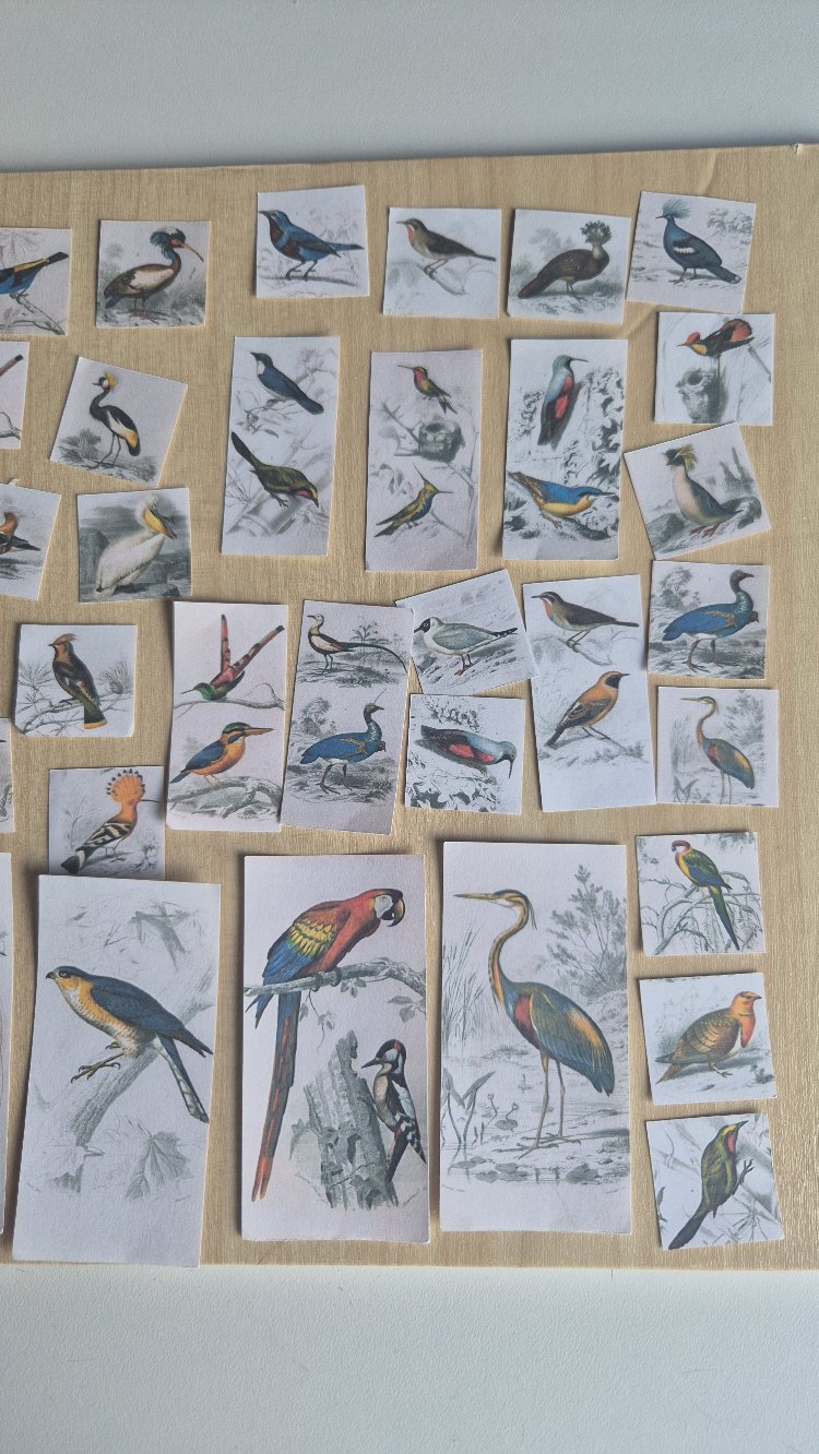55 Parça Kuşlar Scrapbook Seti 