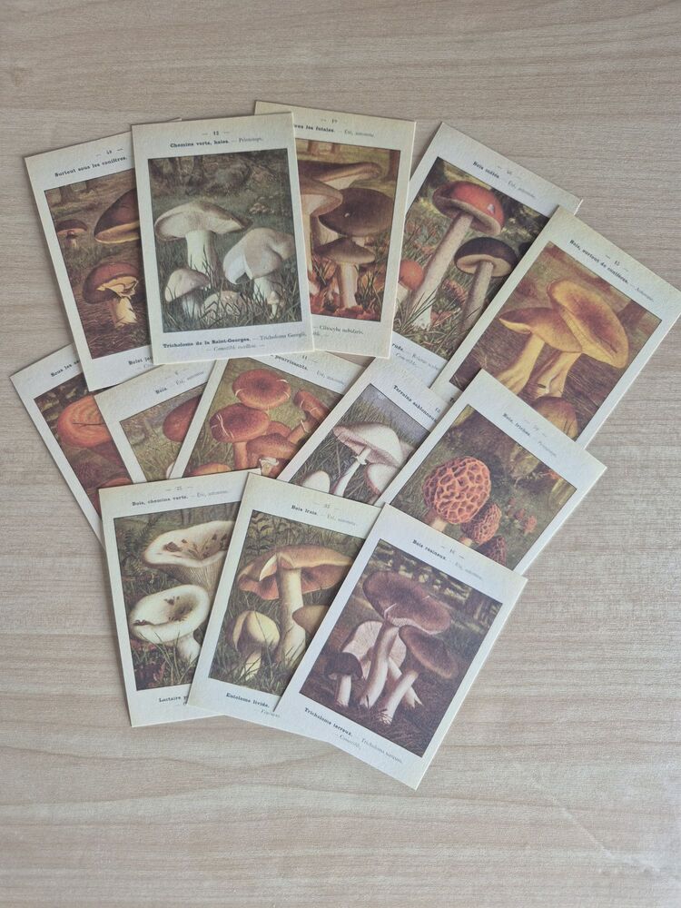 Mantarlar Scrapbook Seti