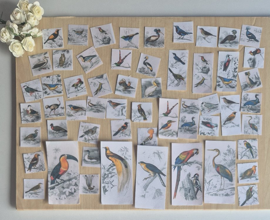 55 Parça Kuşlar Scrapbook Seti 