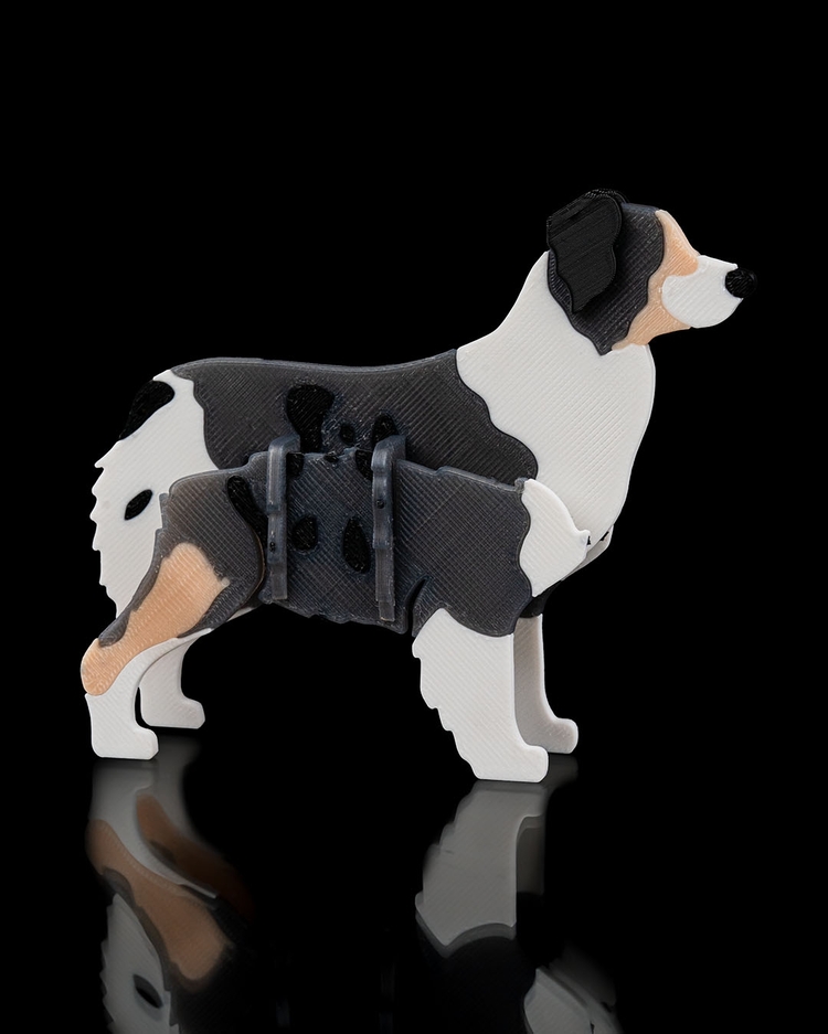 Avustralya Çoban Köpeği (Australian Shepherd) 3D Maket