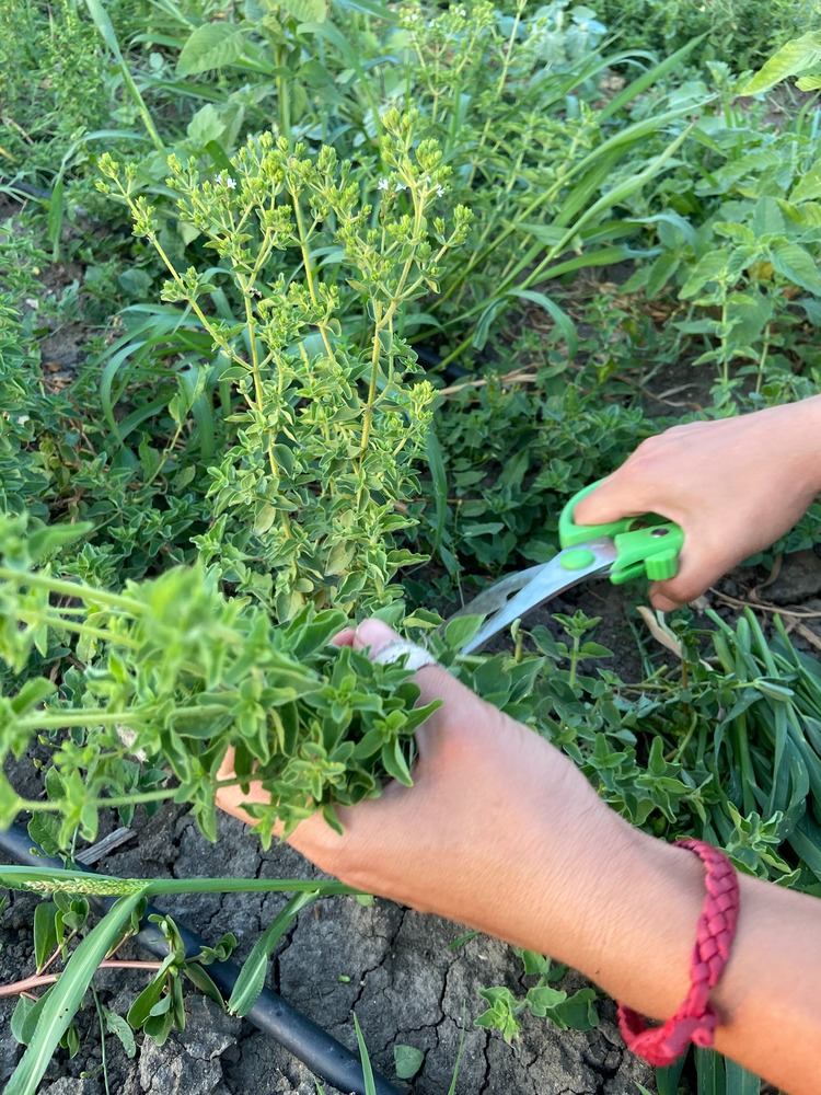 Kekik Çayı (Oreganum vulgare)  20gr