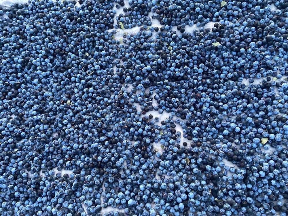 Güvem Eriği Kurusu 100gr