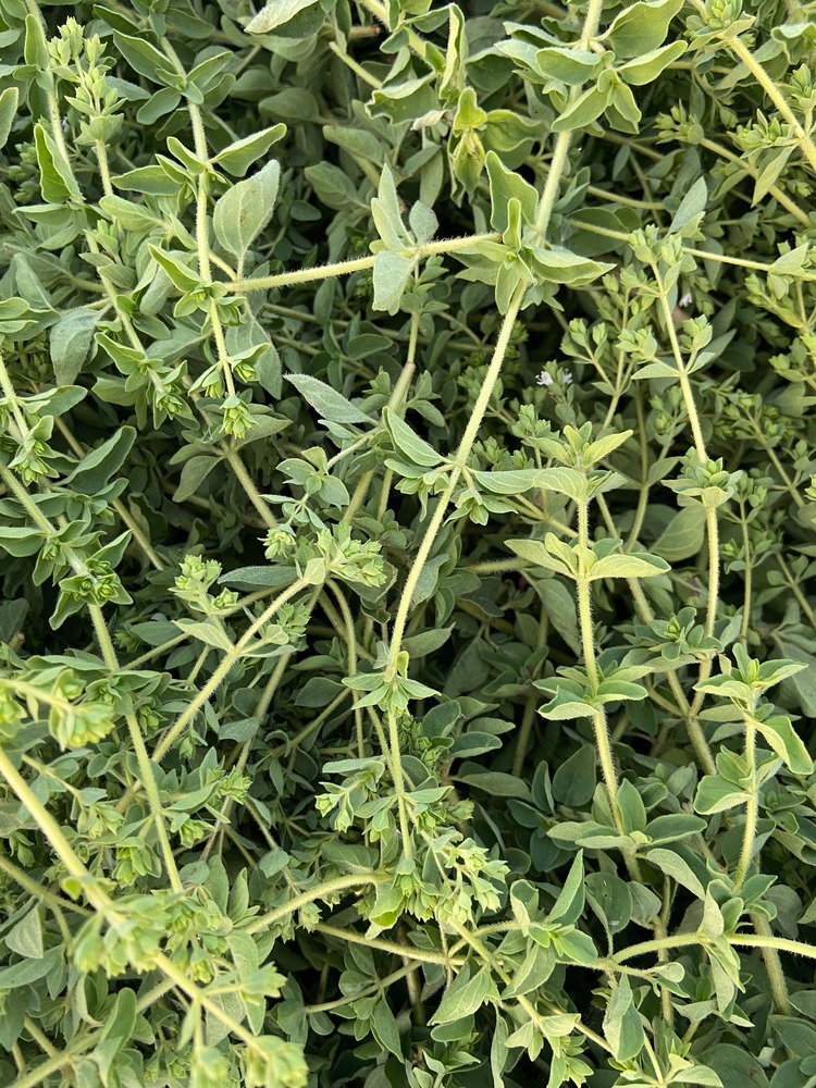 Kekik Çayı (Oreganum vulgare)  20gr