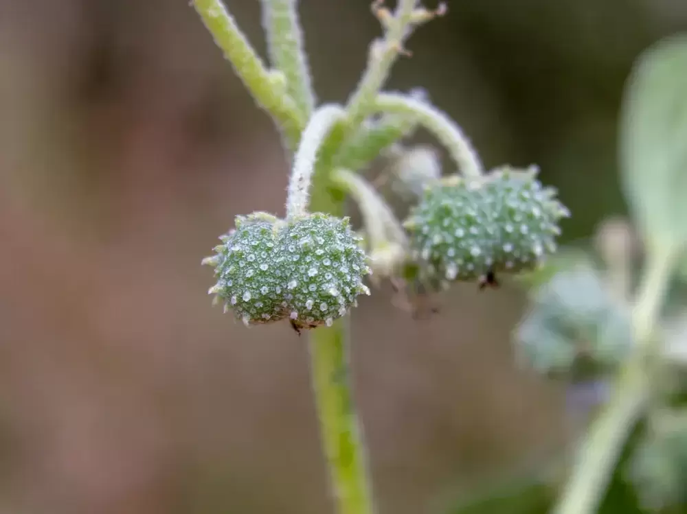 Chrozophora tinctoria (Siğil otu)