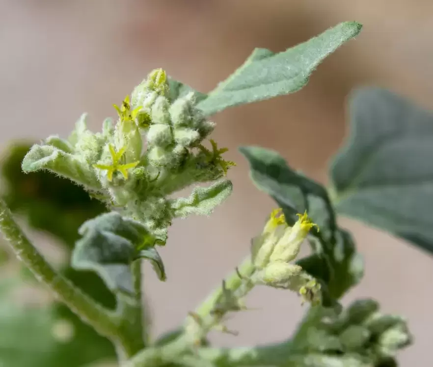 Chrozophora tinctoria (Siğil otu)