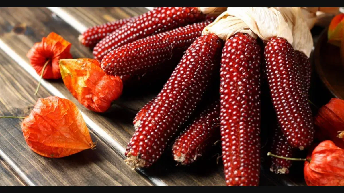 Ruby Kırmızı mısır tohumu