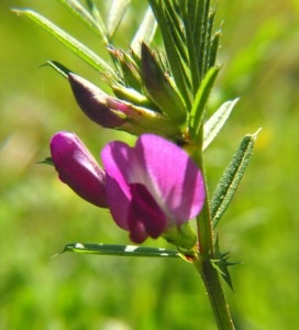 Adi Fiğ (Vicia Sativa)