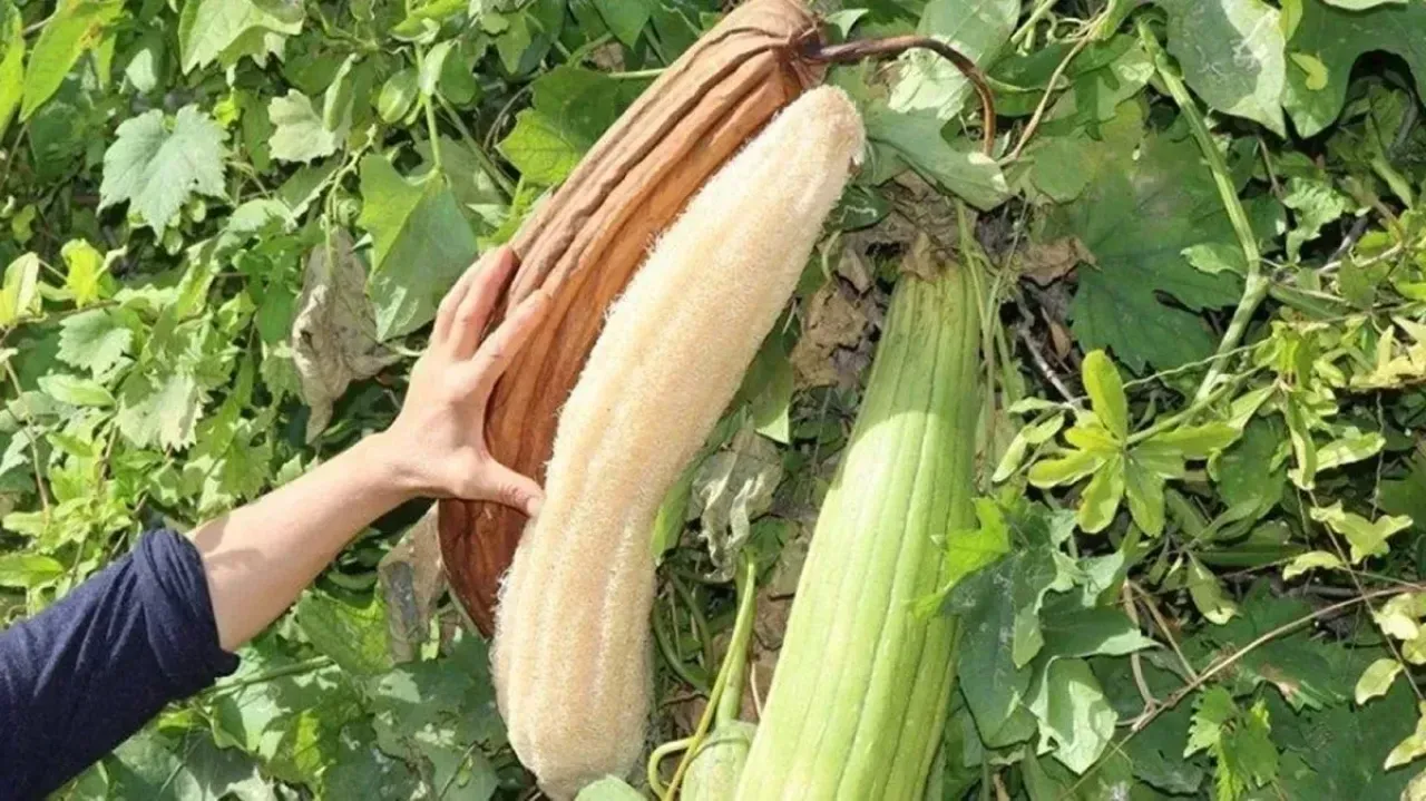 Lif kabağı
