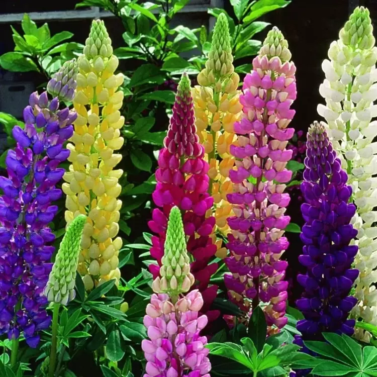 lupin ciceği tohumu