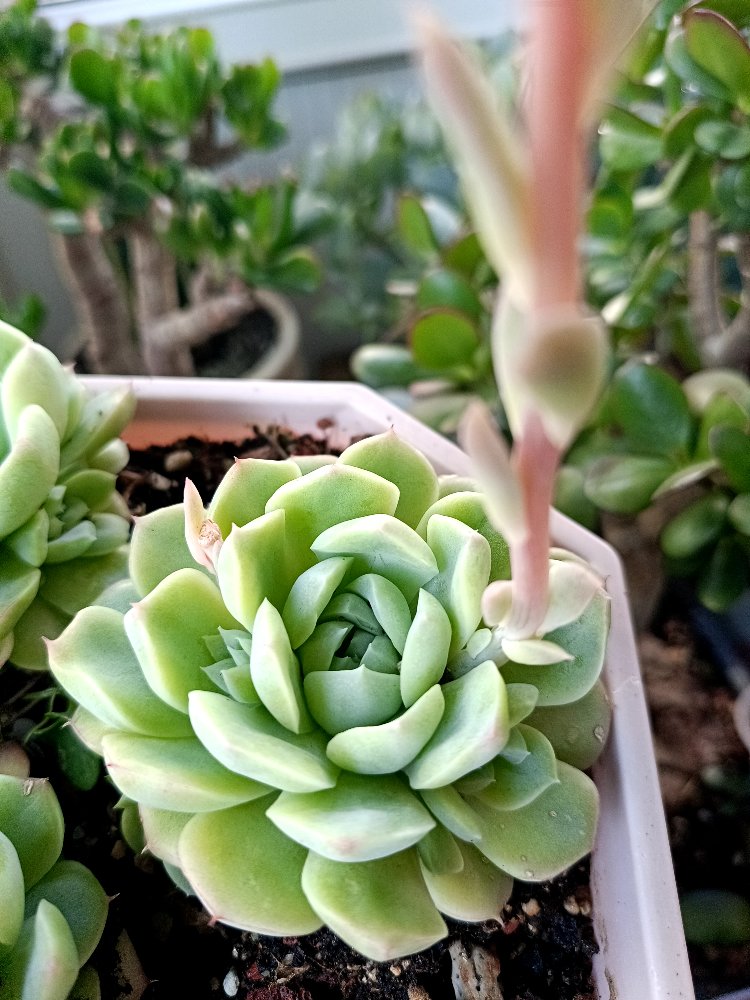 Echeveria Elegans