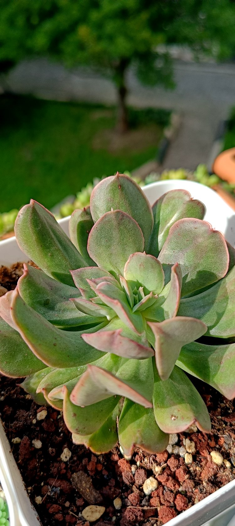 Echeveria Dark wather