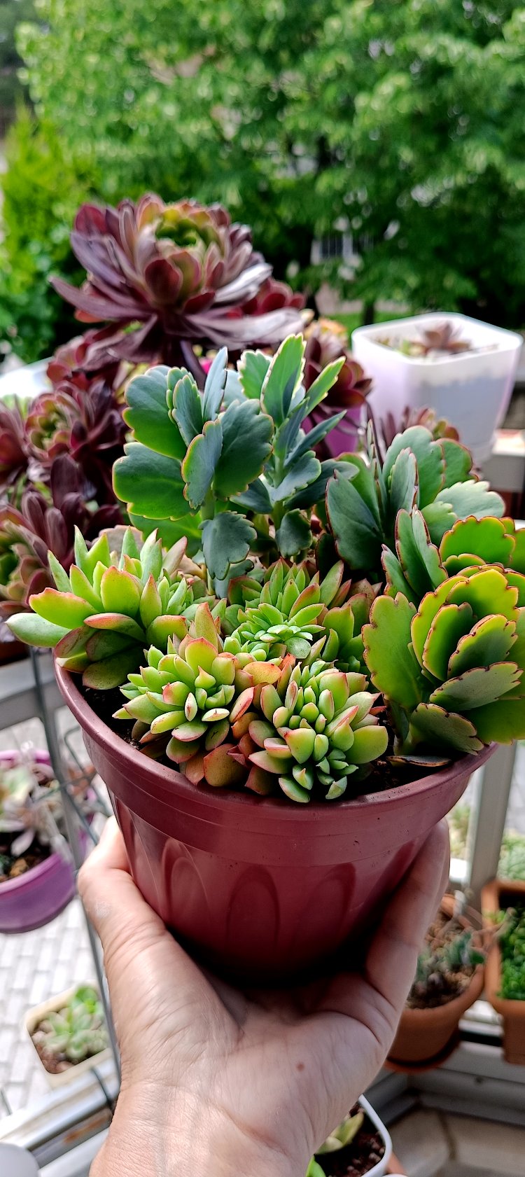 Echeveria luella ve kalanchoe