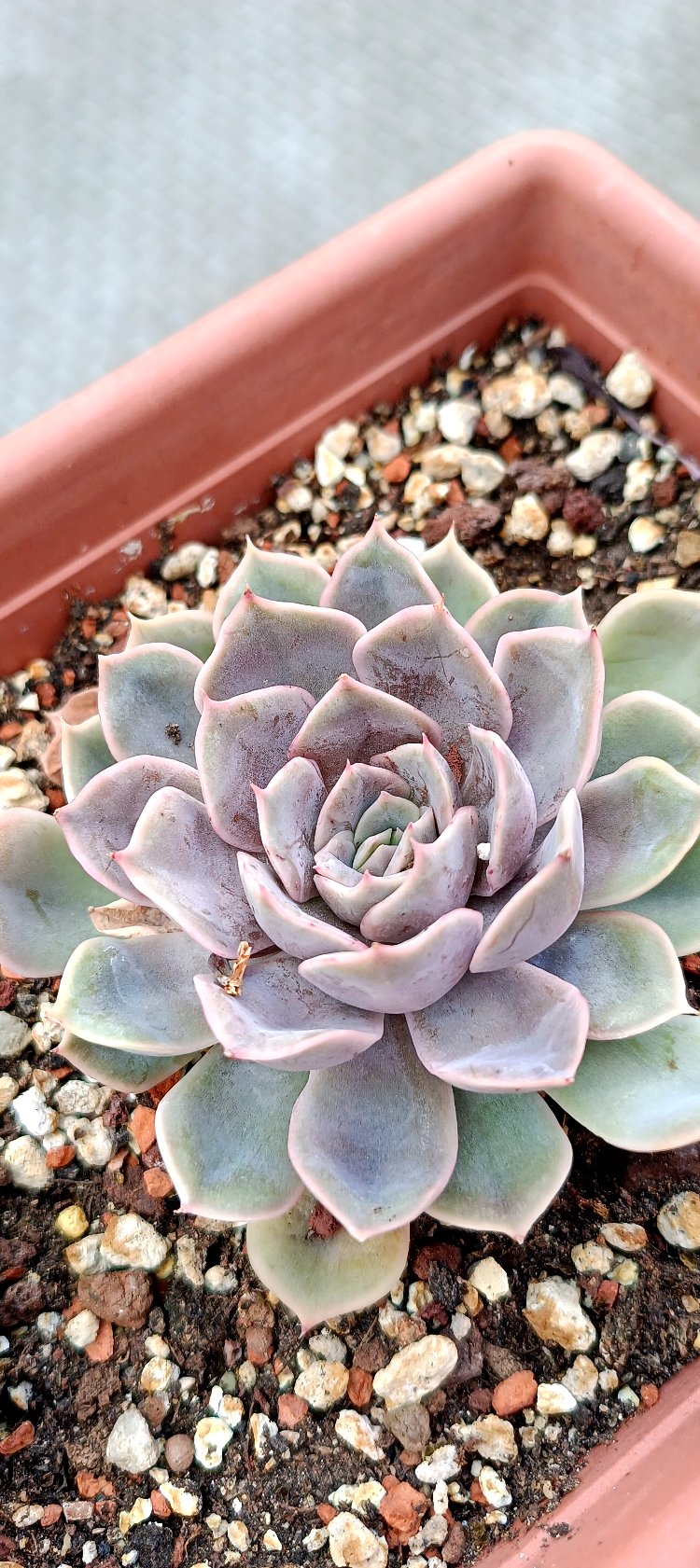 Echeveria Hercules