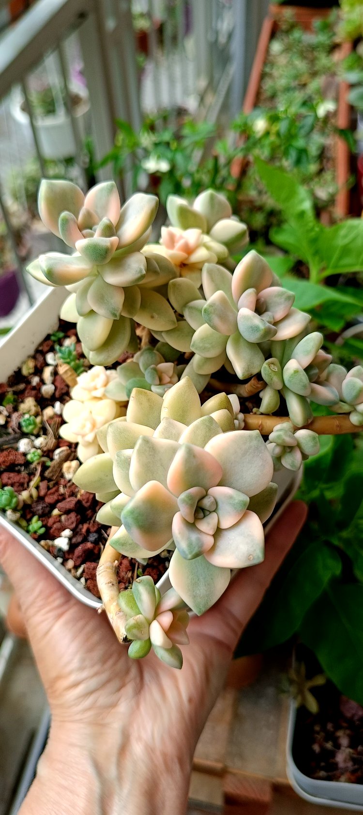 Apricot beaty variagata