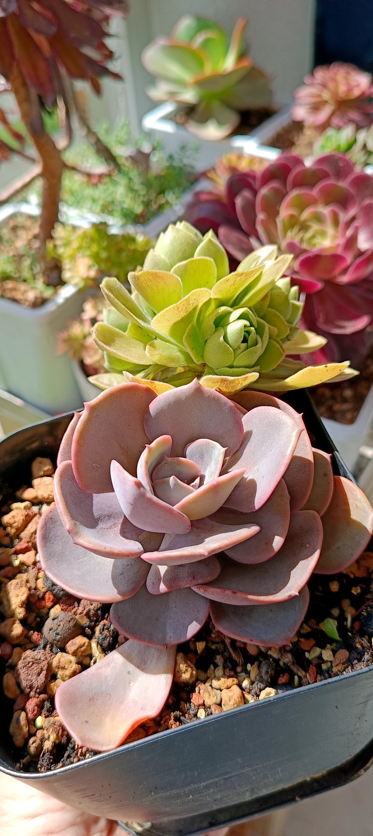 Echeveria dasty rose ve aeonium göblin