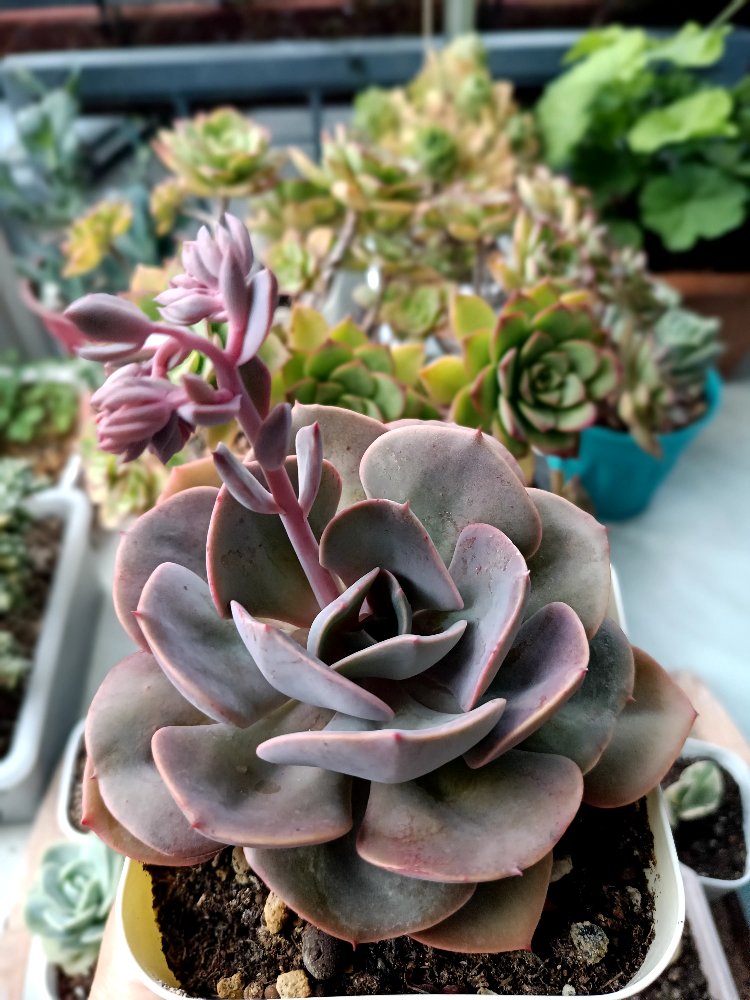 Graptoveria Dusty rose