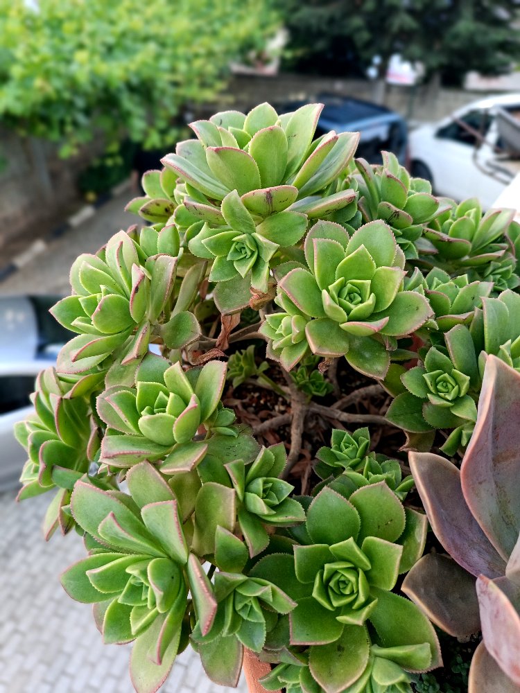 Aeonium Howartii