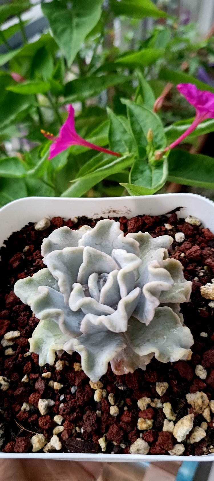 Echeveria  Crispat Beatty