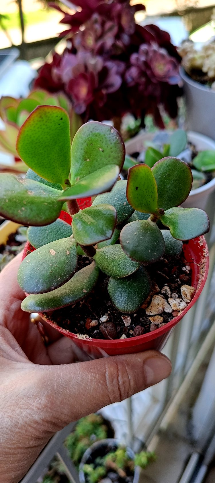 Promosyon crassula ovata