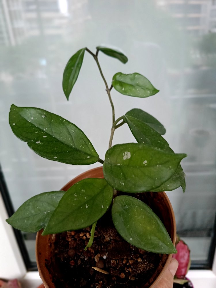 Hoya Carnosa