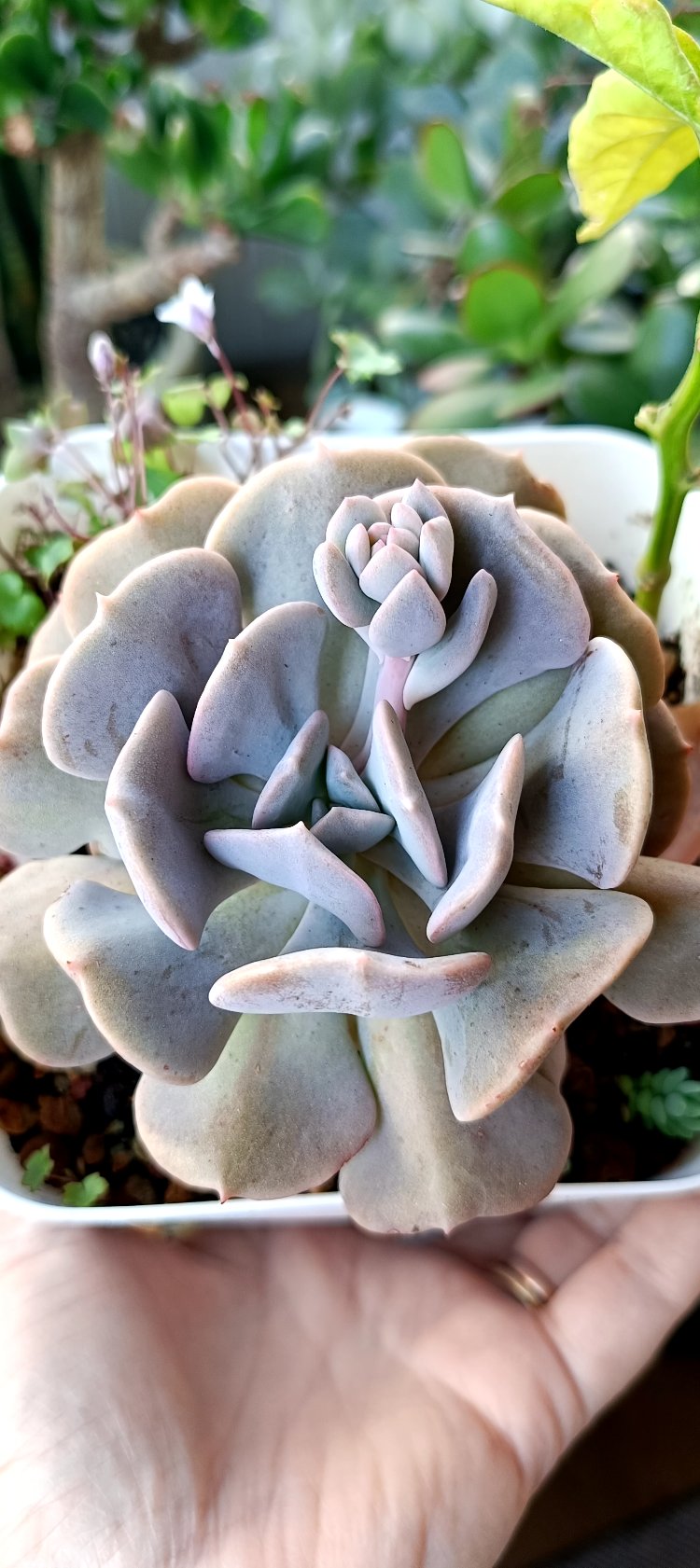Echeveria Cubic frost