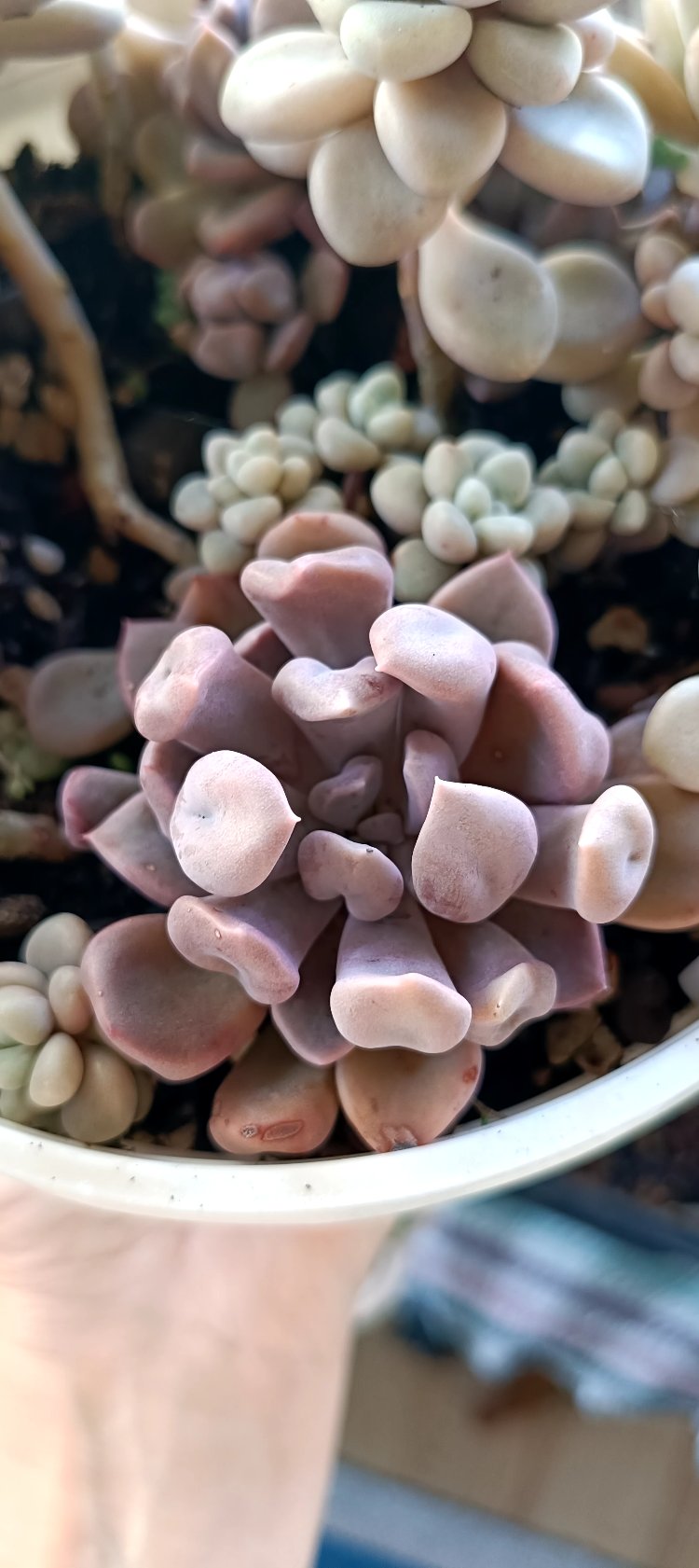Echeveria Cupid