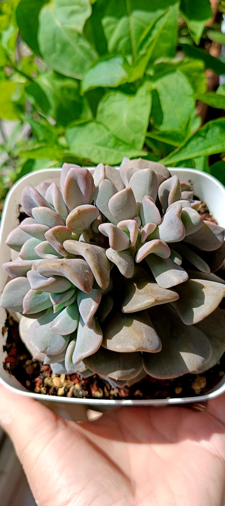 Echeveria Cubic frost cristat