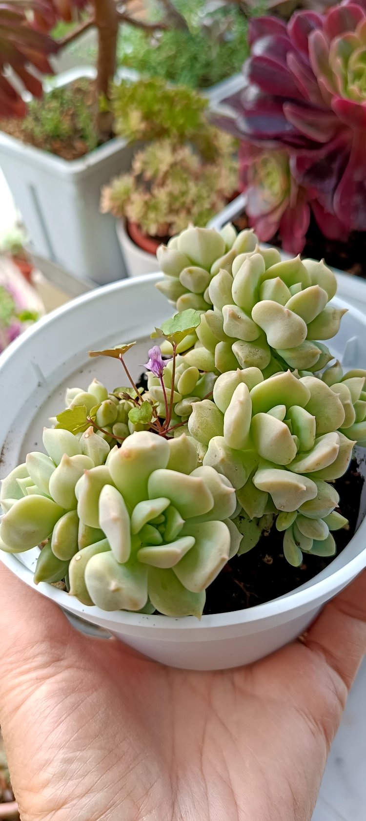 Echeveria cream puff