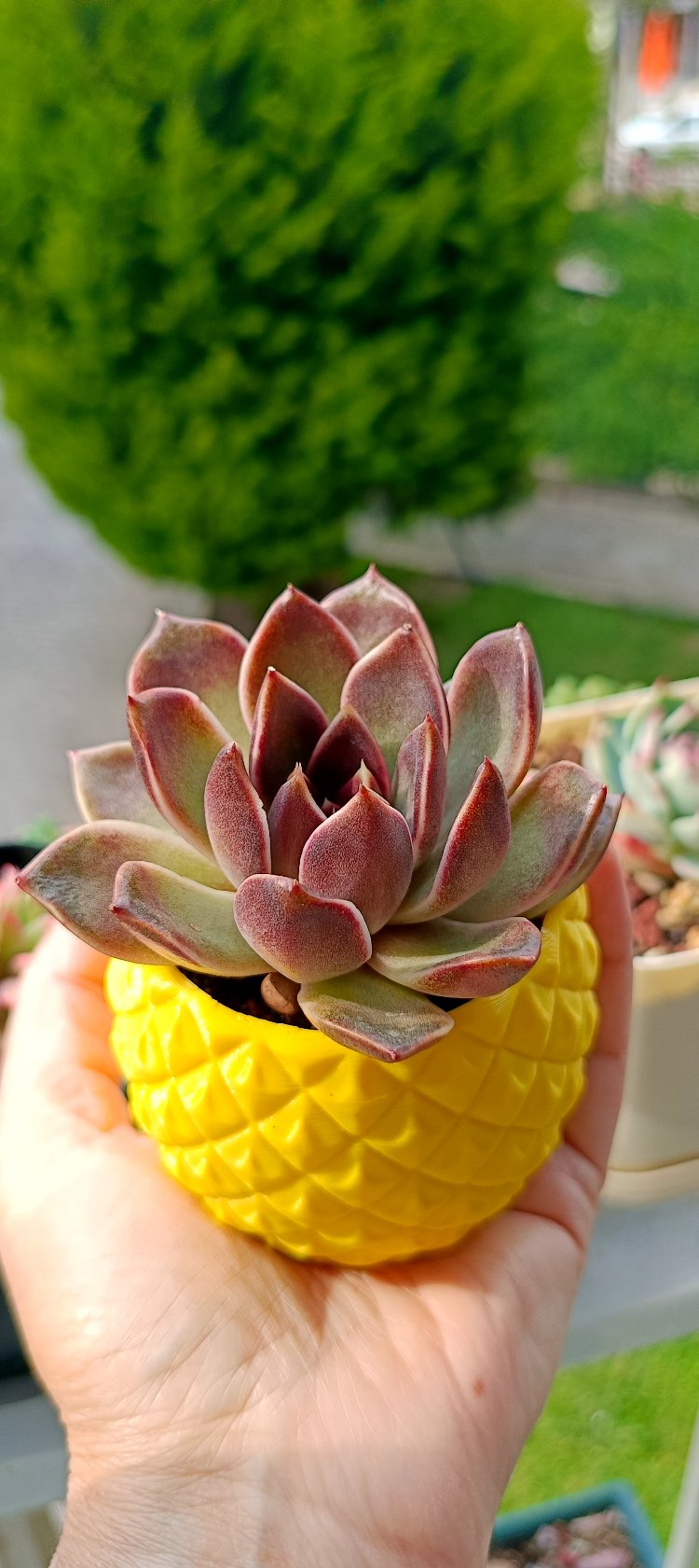 Echeveria Pushki