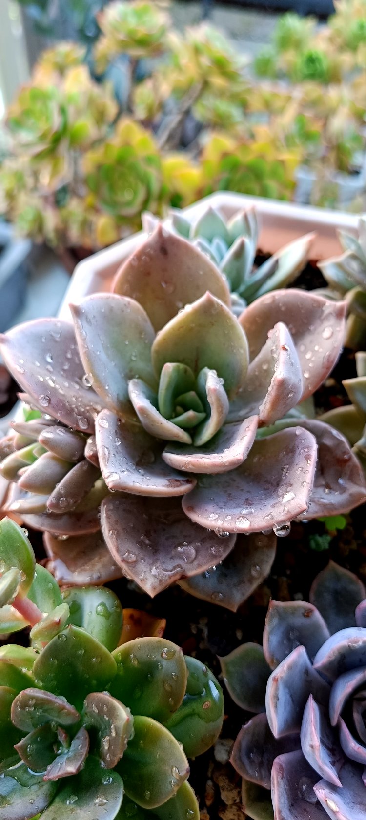Graptoveria Albert baynes
